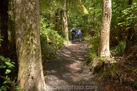beautiful;beauty;bush;endemic;forest;forests;green;Lake-Tarawera-Scenic-Reserve;N.I.;N.Z.;native;native-bush;natives;natural;nature;New-Zealand;NI;North-Is;North-Island;NZ;scene;scenic;timber;tree;tree-trunk;tree-trunks;trees;trunk;trunks;wood;woods