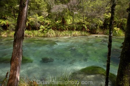 beautiful;beauty;bush;clean-water;clear-water;cyathea;Eastern-Bay-of-Plenty;endemic;fern;ferns;forest;forests;frond;fronds;green;Kawerau;Lake-Tarawera-Scenic-Reserve;N.I.;N.Z.;native;native-bush;natives;natural;nature;New-Zealand;NI;North-Is;North-Island;NZ;plant;plants;ponga;pongas;punga;pungas;river;rivers;scene;scenic;Tarawera-River;timber;tree;tree-fern;tree-ferns;tree-trunk;tree-trunks;trees;trunk;trunks;water;wood;woods