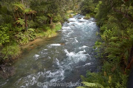 beautiful;beauty;bush;clean-water;clear-water;cyathea;Eastern-Bay-of-Plenty;endemic;fern;ferns;forest;forests;frond;fronds;green;Kawerau;N.I.;N.Z.;native;native-bush;natives;natural;nature;New-Zealand;NI;North-Is;North-Island;NZ;plant;plants;ponga;pongas;punga;pungas;river;rivers;scene;scenic;Tarawera-River;timber;tree;tree-fern;tree-ferns;trees;water;wood;woods