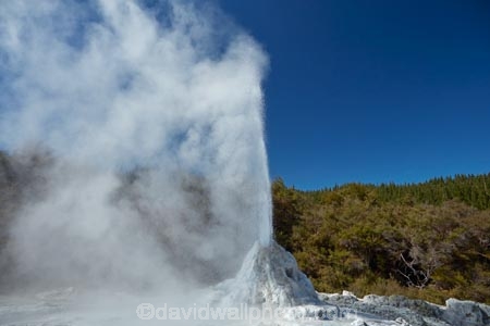Bay-of-Plenty-Region;fountain;fountains;geothermal;geothermal-activity;geyser;geysers;hot;hot-water;lady-knox-geyser;N.I.;N.Z.;New-Zealand;NI;North-Is;North-Island;Nth-Is;NZ;pressure;Rotorua;steam;thermal;thermal-activity;thermal-area;volcanic;volcanic-activity;Wai_o_tapu;Wai_o_tapu-Reserve;Wai_o_tapu-Thermal-Reserve;Wai_o_tapu-Thermal-Wonderland;Waiotapu;Waiotapu-Reserve;Waiotapu-Thermal-Reserve;Waiotapu-Thermal-Wonderland;water
