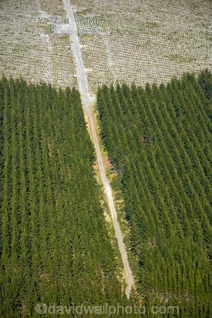 aerial;aerial-image;aerial-images;aerial-photo;aerial-photograph;aerial-photographs;aerial-photography;aerial-photos;aerial-view;aerial-views;aerials;Bay-of-Plenty-Region;conifer;conifer-forest;conifer-forests;conifers;exotic-forest;exotic-forestry;exotic-forests;forest;forestry;forests;N.I.;N.Z.;New-Zealand;NI;North-Is;North-Island;Nth-Is;NZ;pine-forest;pine-forests;pine-tree;pine-trees;plantation;plantations;Rotorua;timber;tree;trees;trunk;trunks;wood;woods