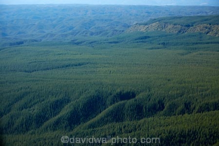 aerial;aerial-image;aerial-images;aerial-photo;aerial-photograph;aerial-photographs;aerial-photography;aerial-photos;aerial-view;aerial-views;aerials;Bay-of-Plenty-Region;conifer;conifer-forest;conifer-forests;conifers;exotic-forest;exotic-forestry;exotic-forests;forest;forestry;forests;N.I.;N.Z.;New-Zealand;NI;North-Is;North-Island;Nth-Is;NZ;pine-forest;pine-forests;pine-tree;pine-trees;plantation;plantations;Rotorua;timber;tree;trees;trunk;trunks;wood;woods