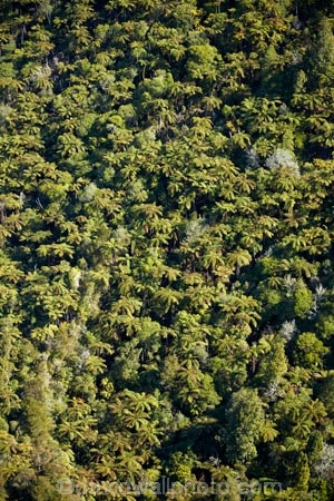 aerial;aerial-image;aerial-images;aerial-photo;aerial-photograph;aerial-photographs;aerial-photography;aerial-photos;aerial-view;aerial-views;aerials;Bay-of-Plenty-Region;bush;fern;ferns;forest;forests;N.I.;N.Z.;native-bush;native-forest;native-forests;native-tree;native-trees;native-woods;natural;nature;New-Zealand;NI;North-Is;North-Island;Nth-Is;NZ;ponga;pongas;punga;pungas;Rotorua;tree;tree-fern;tree-ferns;trees;wood;woods