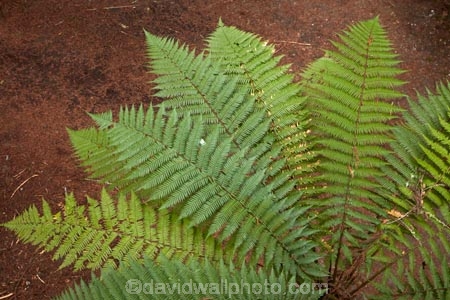 Bay-of-Plenty-Region;bush;fern;ferns;forest;forests;frond;fronds;green;N.I.;N.Z.;native-bush;native-forest;native-forests;native-tree;native-trees;native-woods;natural;nature;New-Zealand;NI;North-Is;North-Island;Nth-Is;NZ;ponga;pongas;punga;pungas;Rotorua;tree;tree-fern;tree-ferns;trees;wood;woods