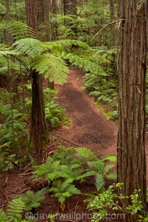 Bay-of-Plenty-Region;bush;eco_tourism;ecotourism;fern;fern-frond;fern-fronds;ferns;forest;frond;fronds;hiking-trail;hiking-trails;N.I.;N.Z.;native-bush;native-forest;New-Zealand;NI;North-Is;North-Island;Nth-Is;NZ;path;paths;pathway;pathways;ponga;pongas;punga;pungas;redwood;Redwood-Forest;redwood-tree;redwood-trees;redwoods;Redwoods-Forest;Redwoods-Treewalk;Rotorua;route;routes;The-Redwoods;tourism;track;tracks;trail;trails;tree-fern;tree-ferns;Treetop-walk;Treewalk;walking-path;walking-paths;walking-trail;walking-trails;walkway;walkways;Whakarewarewa-Forest
