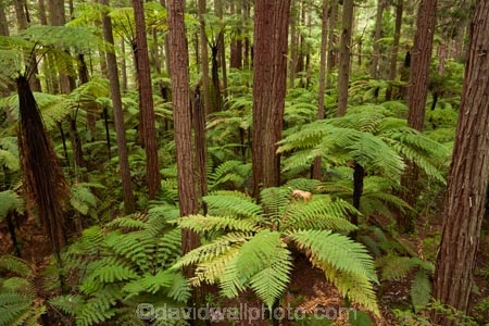 Bay-of-Plenty-Region;bush;eco_tourism;ecotourism;fern;fern-frond;fern-fronds;ferns;forest;frond;fronds;N.I.;N.Z.;native-bush;native-forest;New-Zealand;NI;North-Is;North-Island;Nth-Is;NZ;ponga;pongas;punga;pungas;redwood;Redwood-Forest;redwood-tree;redwood-trees;redwoods;Redwoods-Forest;Redwoods-Treewalk;Rotorua;The-Redwoods;tourism;tree-fern;tree-ferns;tree-trunk;tree-trunks;Treetop-walk;Treewalk;trunk;trunks;Whakarewarewa-Forest