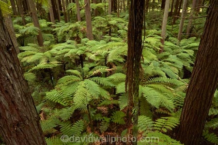Bay-of-Plenty-Region;bush;eco_tourism;ecotourism;fern;fern-frond;fern-fronds;ferns;forest;frond;fronds;N.I.;N.Z.;native-bush;native-forest;New-Zealand;NI;North-Is;North-Island;Nth-Is;NZ;ponga;pongas;punga;pungas;redwood;Redwood-Forest;redwood-tree;redwood-trees;redwoods;Redwoods-Forest;Redwoods-Treewalk;Rotorua;The-Redwoods;tourism;tree-fern;tree-ferns;tree-trunk;tree-trunks;Treetop-walk;Treewalk;trunk;trunks;Whakarewarewa-Forest