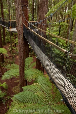Bay-of-Plenty-Region;bridge;bridges;bush;canopy-walk;eco_tourism;ecotourism;elevated-walkway;fern;fern-frond;fern-fronds;ferns;foot-bridge;foot-bridges;footbridge;footbridges;forest;frond;fronds;N.I.;N.Z.;native-bush;native-forest;New-Zealand;NI;North-Is;North-Island;Nth-Is;NZ;pedestrian-bridge;pedestrian-bridges;ponga;pongas;punga;pungas;redwood;Redwood-Forest;redwood-tree;redwood-trees;redwoods;Redwoods-Forest;Redwoods-Treewalk;Rotorua;suspension-bridge;suspension-bridges;swing-bridge;swing-bridges;The-Redwoods;tourism;tree-fern;tree-ferns;tree-trunk;tree-trunks;Treetop-walk;Treewalk;trunk;trunks;Whakarewarewa-Forest;wire-bridge;wire-bridges