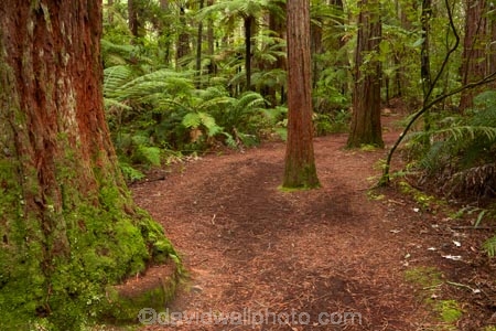 Bay-of-Plenty-Region;hiking-trail;hiking-trails;N.I.;N.Z.;New-Zealand;NI;North-Is;North-Island;Nth-Is;NZ;path;paths;pathway;pathways;redwood;Redwood-Forest;redwood-tree;redwood-trees;redwoods;Redwoods-Forest;Rotorua;route;routes;The-Redwoods;track;tracks;trail;trails;tree-trunk;tree-trunks;trunk;trunks;walking-path;walking-paths;walking-trail;walking-trails;walkway;walkways;Whakarewarewa-Forest
