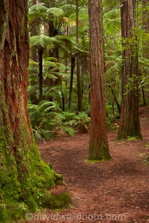 Bay-of-Plenty-Region;hiking-trail;hiking-trails;N.I.;N.Z.;New-Zealand;NI;North-Is;North-Island;Nth-Is;NZ;path;paths;pathway;pathways;redwood;Redwood-Forest;redwood-tree;redwood-trees;redwoods;Redwoods-Forest;Rotorua;route;routes;The-Redwoods;track;tracks;trail;trails;tree-trunk;tree-trunks;trunk;trunks;walking-path;walking-paths;walking-trail;walking-trails;walkway;walkways;Whakarewarewa-Forest