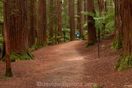 Bay-of-Plenty-Region;hiking-trail;hiking-trails;jogger;joggers;N.I.;N.Z.;New-Zealand;NI;North-Is;North-Island;Nth-Is;NZ;path;paths;pathway;pathways;people;person;redwood;Redwood-Forest;redwood-tree;redwood-trees;redwoods;Redwoods-Forest;Rotorua;route;routes;runner;runners;The-Redwoods;track;tracks;trail;trails;tree-trunk;tree-trunks;trunk;trunks;walking-path;walking-paths;walking-trail;walking-trails;walkway;walkways;Whakarewarewa-Forest