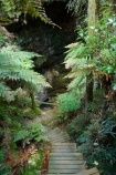 cave;caves;cyathea;fern;ferns;frond;fronds;holiday;holidaying;holidays;N.I.;N.Z.;New-Zealand;NI;North-Island;NZ;path;paths;ponga;pongas;punga;pungas;Ruatapu-Cave;tourism;travel;traveling;travelling;tree-fern;tree-ferns;vacation;vacationing;vacations