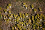 aerial;aerial-image;aerial-images;aerial-photo;aerial-photograph;aerial-photographs;aerial-photography;aerial-photos;aerial-view;aerial-views;aerials;Bay-of-Plenty-Region;fern;ferns;N.I.;N.Z.;New-Zealand;NI;North-Is;North-Island;Nth-Is;NZ;ponga;pongas;punga;pungas;Rotorua;tree-fern;tree-ferns;Wai_o_tapu-Reserve;Wai_o_tapu-Thermal-Reserve;Wai_o_tapu-Thermal-Wonderland;Waiotapu;Waiotapu-Reserve;Waiotapu-Thermal-Reserve;Waiotapu-Thermal-Wonderland