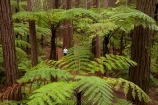 Bay-of-Plenty-Region;bush;eco_tourism;ecotourism;fern;fern-frond;fern-fronds;ferns;forest;frond;fronds;N.I.;N.Z.;native-bush;native-forest;New-Zealand;NI;North-Is;North-Island;Nth-Is;NZ;ponga;pongas;punga;pungas;redwood;Redwood-Forest;redwood-tree;redwood-trees;redwoods;Redwoods-Forest;Redwoods-Treewalk;Rotorua;The-Redwoods;tourism;tree-fern;tree-ferns;tree-trunk;tree-trunks;Treetop-walk;Treewalk;trunk;trunks;Whakarewarewa-Forest