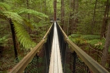 Bay-of-Plenty-Region;bridge;bridges;bush;canopy-walk;eco_tourism;ecotourism;elevated-walkway;fern;fern-frond;fern-fronds;ferns;foot-bridge;foot-bridges;footbridge;footbridges;forest;frond;fronds;N.I.;N.Z.;native-bush;native-forest;New-Zealand;NI;North-Is;North-Island;Nth-Is;NZ;pedestrian-bridge;pedestrian-bridges;ponga;pongas;punga;pungas;redwood;Redwood-Forest;redwood-tree;redwood-trees;redwoods;Redwoods-Forest;Redwoods-Treewalk;Rotorua;suspension-bridge;suspension-bridges;swing-bridge;swing-bridges;The-Redwoods;tourism;tree-fern;tree-ferns;Treetop-walk;treewalk;Whakarewarewa-Forest;wire-bridge;wire-bridges