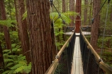 Bay-of-Plenty-Region;bridge;bridges;canopy-walk;eco_tourism;ecotourism;elevated-walkway;foot-bridge;foot-bridges;footbridge;footbridges;N.I.;N.Z.;New-Zealand;NI;North-Is;North-Island;Nth-Is;NZ;pedestrian-bridge;pedestrian-bridges;redwood;Redwood-Forest;redwood-tree;redwood-trees;redwoods;Redwoods-Forest;Redwoods-Treewalk;Rotorua;suspension-bridge;suspension-bridges;swing-bridge;swing-bridges;The-Redwoods;tourism;tree-trunk;tree-trunks;Treetop-walk;Treewalk;trunk;trunks;Whakarewarewa-Forest;wire-bridge;wire-bridges