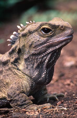 animal;dragon;dragons;lizard;lizards;natural;nature;reptile;reptiles;rhynchocephalia;Sphenodon-punctatus;tuataras;wildlife