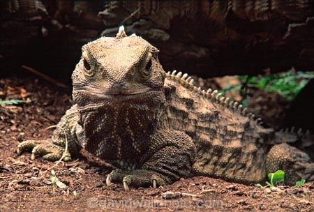 animal;dragon;dragons;lizard;lizards;natural;nature;reptile;reptiles;rhynchocephalia;Sphenodon-punctatus;tuataras;wildlife