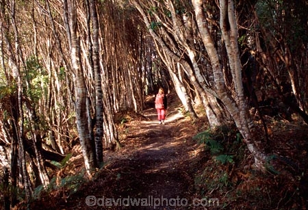 great-walk;walks;tramper;trampers;tramping;tramp;tracks;pack;backpack;hiker;hike;fern;ferns;native-bush;forest;forests;forestry;green;lush;hikers;walk;walker;walkers;walking;hiking;pittosporum-grove;pittosporums;pitosporum;pitosporums
