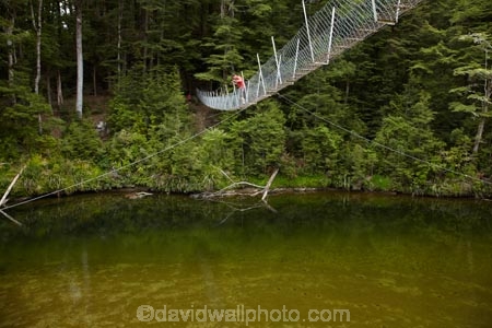 beech-forest;bridge;bridges;bush;foot-bridge;foot-bridges;footbridge;footbridges;forest;hiking-track;hiking-tracks;male;man;N.Z.;native-bush;New-Zealand;NZ;pedestrian-bridge;pedestrian-bridges;people;person;Piano-Flat;river;rivers;S.I.;SI;South-Is;South-Island;Southland;Sth-Is;suspension-bridge;suspension-bridges;swing-bridge;swing-bridges;track;tracks;Waikaia-Forest;Waikaia-River;Waikaia-Valley;walker;walkers;walking-track;walking-tracks;wire-bridge;wire-bridges