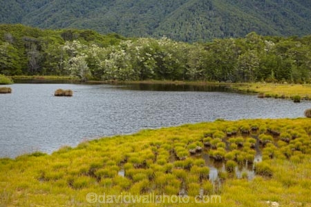 beautiful;beauty;Beech-Forest;bush;endemic;forest;forests;green;lake;lakes;Mavora-Lakes;N.Z.;native;native-bush;natives;natural;nature;New-Zealand;Nothofagus;NZ;pond;S.I.;scene;scenic;SI;South-Is;South-Island;South-Mavora-Lake;southern-beeches;Southland;Sth-Is;swamp;timber;tree;trees;wood;woods