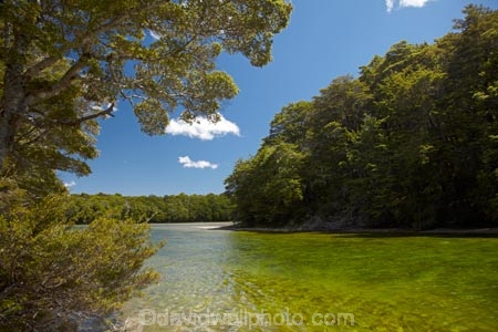 beautiful;beauty;Beech-Forest;bush;clean-water;clear-water;endemic;forest;forests;green;Mararoa-River;Mavora-Lakes;N.Z.;native;native-bush;natives;natural;nature;New-Zealand;Nothofagus;NZ;pure-water;river;rivers;S.I.;scene;scenic;SI;South-Is;South-Island;South-Mavora-Lake;southern-beeches;Southland;Sth-Is;timber;tree;trees;wood;woods