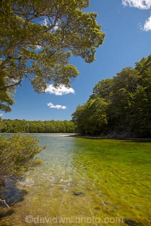 beautiful;beauty;Beech-Forest;bush;clean-water;clear-water;endemic;forest;forests;green;Mararoa-River;Mavora-Lakes;N.Z.;native;native-bush;natives;natural;nature;New-Zealand;Nothofagus;NZ;pure-water;river;rivers;S.I.;scene;scenic;SI;South-Is;South-Island;South-Mavora-Lake;southern-beeches;Southland;Sth-Is;timber;tree;trees;wood;woods