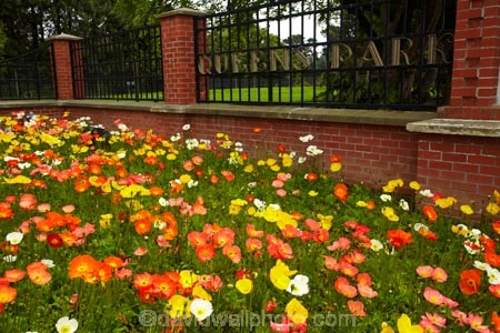3777;bloom;blooms;botanic-garden;botanic-gardens;botanical-garden;botanical-gardens;color;colorful;colour;colourful;floral;flowers;garden;gardens;invercargill;invercargill-botanic-garden;island;N.Z.;new;new-zealand;NZ;orange;park;poppies;poppy;Queens-Park;Queens-Park-Gardens;Queens-Pk;queens;Queens-Park;Queens-Park-Gardens;Queens-Pk;S.I.;season;seasonal;seasons;SI;south;South-Is;South-Island;Southland;spring;spring-time;spring_time;springtime;Sth-Is.;yellow;zealand