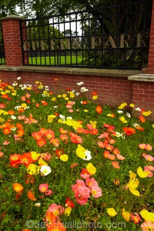3778;bloom;blooms;botanic-garden;botanic-gardens;botanical-garden;botanical-gardens;color;colorful;colour;colourful;floral;flowers;garden;gardens;invercargill;invercargill-botanic-garden;island;N.Z.;new;new-zealand;NZ;orange;park;poppies;poppy;Queens-Park;Queens-Park-Gardens;Queens-Pk;queens;Queens-Park;Queens-Park-Gardens;Queens-Pk;S.I.;season;seasonal;seasons;SI;south;South-Is;South-Island;Southland;spring;spring-time;spring_time;springtime;Sth-Is.;yellow;zealand