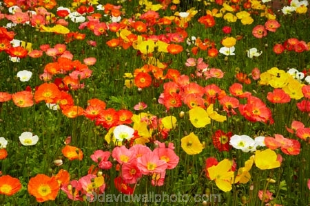 3788;bloom;blooms;botanic-garden;botanic-gardens;botanical-garden;botanical-gardens;color;colorful;colour;colourful;floral;flowers;garden;gardens;invercargill;invercargill-botanic-garden;island;N.Z.;new;new-zealand;NZ;orange;park;poppies;poppy;Queens-Park;Queens-Park-Gardens;Queens-Pk;queens;Queens-Park;Queens-Park-Gardens;Queens-Pk;S.I.;season;seasonal;seasons;SI;south;South-Is;South-Island;Southland;spring;spring-time;spring_time;springtime;Sth-Is.;yellow;zealand