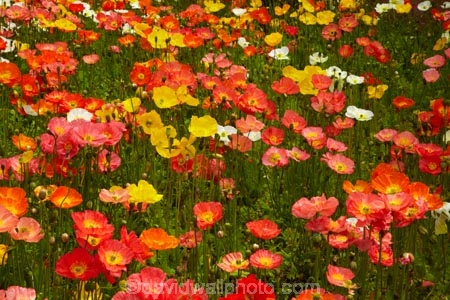 3831;bloom;blooms;botanic-garden;botanic-gardens;botanical-garden;botanical-gardens;color;colorful;colour;colourful;floral;flowers;garden;gardens;invercargill;invercargill-botanic-garden;island;N.Z.;new;new-zealand;NZ;orange;park;poppies;poppy;Queens-Park;Queens-Park-Gardens;Queens-Pk;queens;Queens-Park;Queens-Park-Gardens;Queens-Pk;S.I.;season;seasonal;seasons;SI;south;South-Is;South-Island;Southland;spring;spring-time;spring_time;springtime;Sth-Is.;yellow;zealand