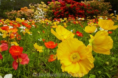 3798;bloom;blooms;botanic-garden;botanic-gardens;botanical-garden;botanical-gardens;color;colorful;colour;colourful;floral;flowers;garden;gardens;invercargill;invercargill-botanic-garden;island;N.Z.;new;new-zealand;NZ;orange;park;poppies;poppy;Queens-Park;Queens-Park-Gardens;Queens-Pk;queens;Queens-Park;Queens-Park-Gardens;Queens-Pk;rhododendron;S.I.;season;seasonal;seasons;SI;south;South-Is;South-Island;Southland;spring;spring-time;spring_time;springtime;Sth-Is.;yellow;zealand
