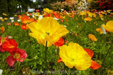 3817;bloom;blooms;botanic-garden;botanic-gardens;botanical-garden;botanical-gardens;color;colorful;colour;colourful;floral;flowers;garden;gardens;invercargill;invercargill-botanic-garden;island;N.Z.;new;new-zealand;NZ;orange;park;poppies;poppy;Queens-Park;Queens-Park-Gardens;Queens-Pk;queens;Queens-Park;Queens-Park-Gardens;Queens-Pk;S.I.;season;seasonal;seasons;SI;south;South-Is;South-Island;Southland;spring;spring-time;spring_time;springtime;Sth-Is.;yellow;zealand
