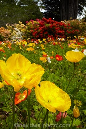 3820;bloom;blooms;botanic-garden;botanic-gardens;botanical-garden;botanical-gardens;color;colorful;colour;colourful;floral;flowers;garden;gardens;invercargill;invercargill-botanic-garden;island;N.Z.;new;new-zealand;NZ;orange;park;poppies;poppy;Queens-Park;Queens-Park-Gardens;Queens-Pk;queens;Queens-Park;Queens-Park-Gardens;Queens-Pk;rhododendron;S.I.;season;seasonal;seasons;SI;south;South-Is;South-Island;Southland;spring;spring-time;spring_time;springtime;Sth-Is.;yellow;zealand