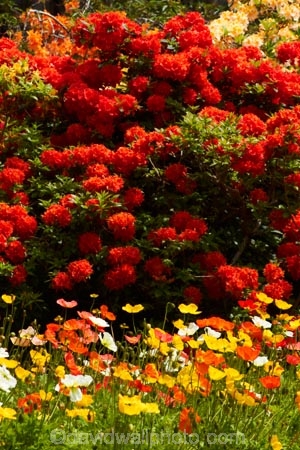 5844;bloom;blooms;botanic-garden;botanic-gardens;botanical-garden;botanical-gardens;color;colorful;colour;colourful;floral;flowers;garden;gardens;invercargill;invercargill-botanic-garden;island;N.Z.;new;new-zealand;NZ;orange;park;poppies;poppy;Queens-Park;Queens-Park-Gardens;Queens-Pk;queens;Queens-Park;Queens-Park-Gardens;Queens-Pk;rhododendron;S.I.;season;seasonal;seasons;SI;south;South-Is;South-Island;Southland;spring;spring-time;spring_time;springtime;Sth-Is.;yellow;zealand