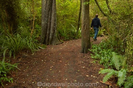 bush;excercise;forest;forests;green;hiking-path;hiking-paths;hiking-trail;hiking-trails;Invercargill;Invercargill-Park;Invercargill-Parks;lush;model-release;model-released;N.Z.;native;native-bush;native-forest;native-forests;native-tree;native-trees;native-woods;natural;nature;New-Zealand;NZ;park;parks;path;paths;pathway;pathways;people;person;remnant-forest;route;routes;S.I.;SI;South-Is;South-Island;Southland;Sth-Is;Thompsons-Bush;Thompsons-Bush;track;tracks;trail;trails;tree;tree-trunk;tree-trunks;trees;walker;walkers;walking-path;walking-paths;walking-track;walking-trail;walking-trails;walkway;walkways;wood;woods