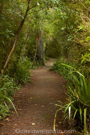 bush;forest;forests;green;hiking-path;hiking-paths;hiking-trail;hiking-trails;Invercargill;Invercargill-Park;Invercargill-Parks;lush;N.Z.;native;native-bush;native-forest;native-forests;native-tree;native-trees;native-woods;natural;nature;New-Zealand;NZ;park;parks;path;paths;pathway;pathways;remnant-forest;route;routes;S.I.;SI;South-Is;South-Island;Southland;Sth-Is;Thompsons-Bush;Thompsons-Bush;track;tracks;trail;trails;tree;trees;walking-path;walking-paths;walking-track;walking-trail;walking-trails;walkway;walkways;wood;woods