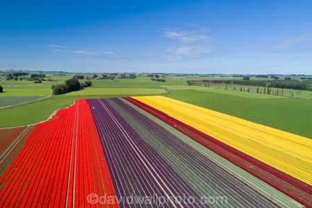 aerial;Aerial-drone;Aerial-drones;aerial-image;aerial-images;aerial-photo;aerial-photograph;aerial-photographs;aerial-photography;aerial-photos;aerial-view;aerial-views;aerials;agricultural;agriculture;bloom;blooming;blooms;color;colorful;colour;colourful;country;countryside;crop;crops;Drone;Drones;Edendale;farm;farming;farmland;farms;field;fields;floral;flower;flower-bed;flower-beds;flower-garden;flower-gardens;flowers;garden;gardens;geometric;green;green-fields;growing;horticulture;line;lines;meadow;meadows;N.Z.;New-Zealand;NZ;paddock;paddocks;pasture;pastures;pattern;patterns;purple;purple-flowers;Quadcopter-aerial;Quadcopters-aerials;red;red-flowers;row;rows;rural;S.I.;season;seasonal;seasons;SI;South-Is;South-Island;Southland;spring;spring-time;spring_time;springtime;Triflor;tulip;tulips;U.A.V.-aerial;UAV-aerials;vibrant;violet;yellow;yellow-flowers