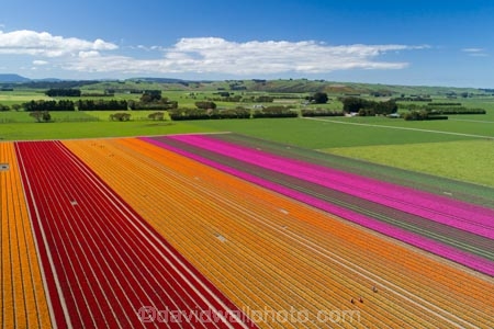 aerial;Aerial-drone;Aerial-drones;aerial-image;aerial-images;aerial-photo;aerial-photograph;aerial-photographs;aerial-photography;aerial-photos;aerial-view;aerial-views;aerials;agricultural;agriculture;bloom;blooming;blooms;color;colorful;colour;colourful;country;countryside;crop;crops;Drone;Drones;Edendale;farm;farming;farmland;farms;field;fields;floral;flower;flower-bed;flower-beds;flower-garden;flower-gardens;flowers;garden;gardens;geometric;green;green-fields;growing;horticulture;line;lines;meadow;meadows;N.Z.;New-Zealand;NZ;orange;orange-flowers;paddock;paddocks;pasture;pastures;pattern;patterns;pink;pink-flowers;Quadcopter-aerial;Quadcopters-aerials;red;red-flowers;row;rows;rural;S.I.;season;seasonal;seasons;SI;South-Is;South-Island;Southland;spring;spring-time;spring_time;springtime;Triflor;tulip;tulips;U.A.V.-aerial;UAV-aerials;vibrant