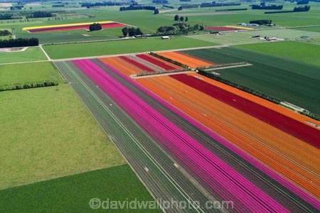 aerial;Aerial-drone;Aerial-drones;aerial-image;aerial-images;aerial-photo;aerial-photograph;aerial-photographs;aerial-photography;aerial-photos;aerial-view;aerial-views;aerials;bloom;blooming;blooms;color;colorful;colour;colourful;Drone;Drones;Edendale;floral;flower;flower-bed;flower-beds;flower-garden;flower-gardens;flowers;garden;gardens;geometric;green;green-fields;growing;line;lines;N.Z.;New-Zealand;NZ;orange;orange-flowers;pattern;patterns;pink;pink-flowers;Quadcopter-aerial;Quadcopters-aerials;red;red-flowers;row;rows;S.I.;season;seasonal;seasons;SI;South-Is;South-Island;Southland;spring;spring-time;spring_time;springtime;Triflor;tulip;tulips;U.A.V.-aerial;UAV-aerials;vibrant