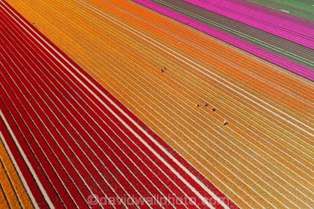 Drone aerial of Tulip Fields