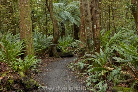 bush;fern;ferns;forest;forests;green;hiking-path;hiking-paths;hiking-trail;hiking-trails;Invercargill;Invercargill-Park;Invercargill-Parks;lush;N.Z.;native;native-bush;native-forest;native-forests;native-tree;native-trees;native-woods;natural;nature;New-Zealand;NZ;park;parks;path;paths;pathway;pathways;remnant-forest;route;routes;S.I.;Seaward-Bush;Seaward-Bush-Reserve;SI;South-Is;South-Island;Southland;Sth-Is;track;tracks;trail;trails;tree;tree-trunk;tree-trunks;trees;walking-path;walking-paths;walking-track;walking-trail;walking-trails;walkway;walkways;wood;woods