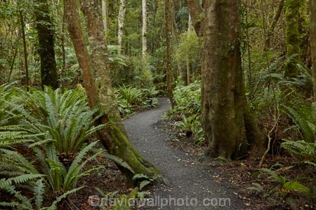 bush;fern;ferns;forest;forests;green;hiking-path;hiking-paths;hiking-trail;hiking-trails;Invercargill;Invercargill-Park;Invercargill-Parks;lush;N.Z.;native;native-bush;native-forest;native-forests;native-tree;native-trees;native-woods;natural;nature;New-Zealand;NZ;park;parks;path;paths;pathway;pathways;remnant-forest;route;routes;S.I.;Seaward-Bush;Seaward-Bush-Reserve;SI;South-Is;South-Island;Southland;Sth-Is;track;tracks;trail;trails;tree;tree-trunk;tree-trunks;trees;walking-path;walking-paths;walking-track;walking-trail;walking-trails;walkway;walkways;wood;woods