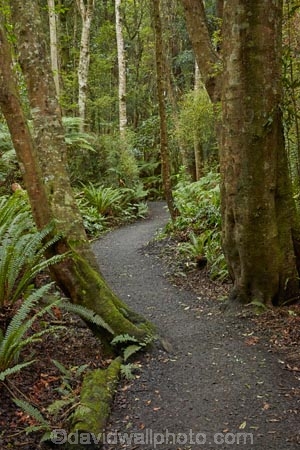 bush;fern;ferns;forest;forests;green;hiking-path;hiking-paths;hiking-trail;hiking-trails;Invercargill;Invercargill-Park;Invercargill-Parks;lush;N.Z.;native;native-bush;native-forest;native-forests;native-tree;native-trees;native-woods;natural;nature;New-Zealand;NZ;park;parks;path;paths;pathway;pathways;remnant-forest;route;routes;S.I.;Seaward-Bush;Seaward-Bush-Reserve;SI;South-Is;South-Island;Southland;Sth-Is;track;tracks;trail;trails;tree;tree-trunk;tree-trunks;trees;walking-path;walking-paths;walking-track;walking-trail;walking-trails;walkway;walkways;wood;woods
