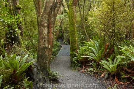 bush;fern;ferns;forest;forests;green;hiking-path;hiking-paths;hiking-trail;hiking-trails;Invercargill;Invercargill-Park;Invercargill-Parks;lush;N.Z.;native;native-bush;native-forest;native-forests;native-tree;native-trees;native-woods;natural;nature;New-Zealand;NZ;park;parks;path;paths;pathway;pathways;remnant-forest;route;routes;S.I.;Seaward-Bush;Seaward-Bush-Reserve;SI;South-Is;South-Island;Southland;Sth-Is;track;tracks;trail;trails;tree;tree-trunk;tree-trunks;trees;walking-path;walking-paths;walking-track;walking-trail;walking-trails;walkway;walkways;wood;woods