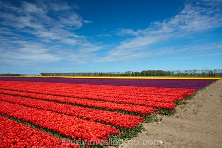 agricultural;agriculture;bloom;blooming;blooms;color;colorful;colour;colourful;country;countryside;crop;crops;Edendale;farm;farming;farmland;farms;field;fields;floral;flower;flower-bed;flower-beds;flower-garden;flower-gardens;flowers;garden;gardens;geometric;growing;horticulture;line;lines;meadow;meadows;N.Z.;New-Zealand;NZ;paddock;paddocks;pasture;pastures;pattern;patterns;red;red-flowers;red-tulips;row;rows;rural;S.I.;season;seasonal;seasons;SI;South-Is;South-Island;Southland;spring;spring-time;spring_time;springtime;Sth-Is;Triflor;tulip;tulip-field;tulip-fields;tulips;vibrant