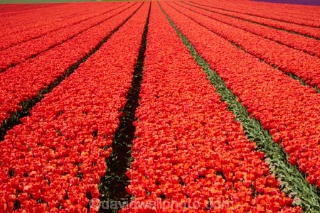 agricultural;agriculture;bloom;blooming;blooms;color;colorful;colour;colourful;country;countryside;crop;crops;Edendale;farm;farming;farmland;farms;field;fields;floral;flower;flower-bed;flower-beds;flower-garden;flower-gardens;flowers;garden;gardens;geometric;growing;horticulture;line;lines;meadow;meadows;N.Z.;New-Zealand;NZ;paddock;paddocks;pasture;pastures;pattern;patterns;red;red-flowers;red-tulips;row;rows;rural;S.I.;season;seasonal;seasons;SI;South-Is;South-Island;Southland;spring;spring-time;spring_time;springtime;Sth-Is;Triflor;tulip;tulip-field;tulip-fields;tulips;vibrant