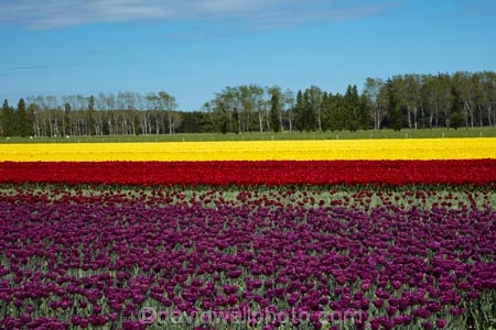 agricultural;agriculture;bloom;blooming;blooms;color;colorful;colour;colourful;country;countryside;crop;crops;Edendale;farm;farming;farmland;farms;field;fields;floral;flower;flower-bed;flower-beds;flower-garden;flower-gardens;flowers;garden;gardens;geometric;growing;horticulture;lilac;line;lines;meadow;meadows;N.Z.;New-Zealand;NZ;paddock;paddocks;pasture;pastures;pattern;patterns;purple;red;red-flowers;red-tulips;row;rows;rural;S.I.;season;seasonal;seasons;SI;South-Is;South-Island;Southland;spring;spring-time;spring_time;springtime;Sth-Is;Triflor;tulip;tulip-field;tulip-fields;tulips;vibrant;violet;yellow;yellow-flowers;yellow-tulips