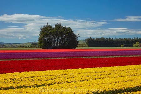 agricultural;agriculture;bloom;blooming;blooms;color;colorful;colour;colourful;country;countryside;crimson;crop;crops;Edendale;farm;farming;farmland;farms;field;fields;floral;flower;flower-bed;flower-beds;flower-garden;flower-gardens;flowers;garden;gardens;geometric;growing;horticulture;lilac;line;lines;meadow;meadows;N.Z.;New-Zealand;NZ;paddock;paddocks;pasture;pastures;pattern;patterns;purple;red;red-flowers;red-tulips;row;rows;rural;S.I.;season;seasonal;seasons;SI;South-Is;South-Island;Southland;spring;spring-time;spring_time;springtime;Sth-Is;Triflor;tulip;tulip-field;tulip-fields;tulips;vibrant;violet;yellow;yellow-flowers;yellow-tulips