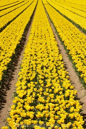 agricultural;agriculture;bloom;blooming;blooms;color;colorful;colour;colourful;country;countryside;crop;crops;Edendale;farm;farming;farmland;farms;field;fields;floral;flower;flower-bed;flower-beds;flower-garden;flower-gardens;flowers;garden;gardens;geometric;growing;horticulture;line;lines;meadow;meadows;N.Z.;New-Zealand;NZ;paddock;paddocks;pasture;pastures;pattern;patterns;row;rows;rural;S.I.;season;seasonal;seasons;SI;South-Is;South-Island;Southland;spring;spring-time;spring_time;springtime;Sth-Is;Triflor;tulip;tulip-field;tulip-fields;tulips;vibrant;yellow;yellow-flowers;yellow-tulips
